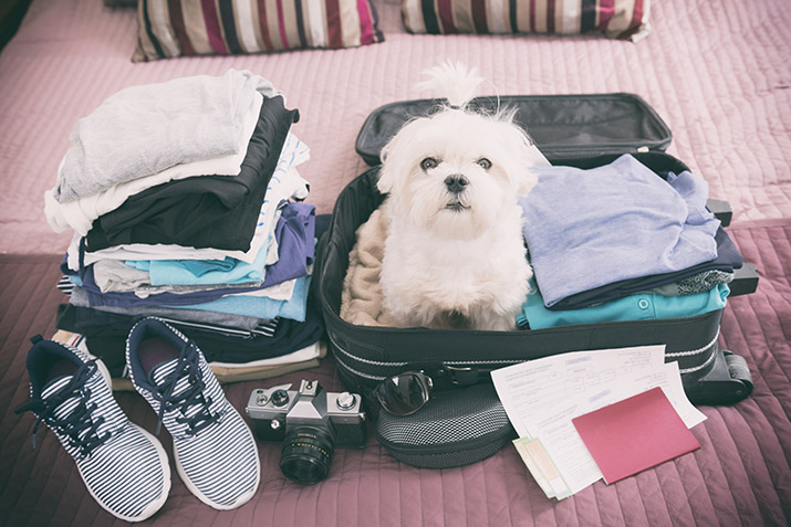 4 Ways to Travel With a Pet Like a Pro